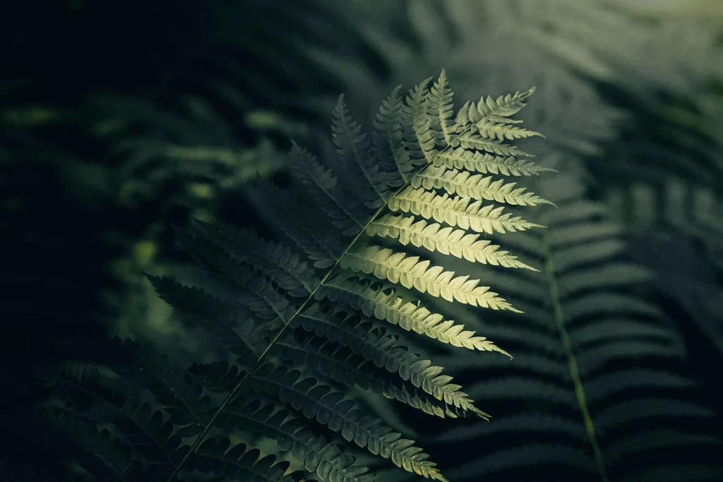 07-fern-canopy