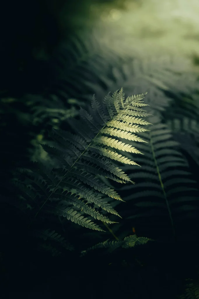 Fern Canopy